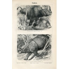 1894 RHINOCEROS INDIAN and TWO HORNED RHINO Antique Engraving Print