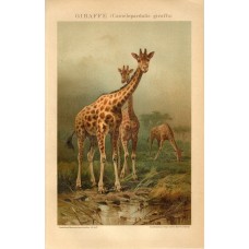 1895 GIRAFFE Antique Chromolithograph Print F.Specht