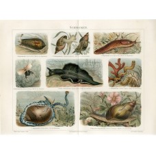1895 WATER SNAILS LAND SNAIL SLUG SHELL Antique Chromolithograph