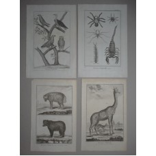 Insectes Hyaene Ours Giraffe Eagle - Animals Zoologies 4 Copper Stitches Engraving 1780