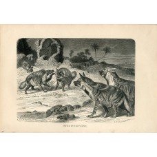 1887 A.Brehm Stripped Hyena Antique Chromolithograph Engraving Print