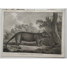 Tasmania Tasmanian Devil Australia 1785 Cook/hawkesworth Antique Original Plate