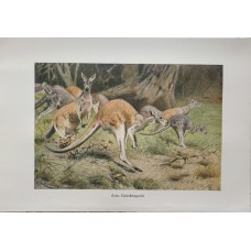 1890 Kangaroo Australian animal print Giant Red Kangaroo print A.Brehm Antique Chromolithograph Print