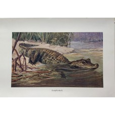 1890 A.Brehm Nile Crocodile Antique Chromolithograph Print