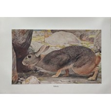  1890 Grey Hare Field Hare Antique Chromolithograph Print A.Brehm