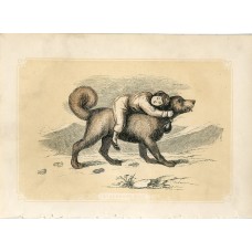 1853 The TERRIER DOG Antique Coloured Engraving Print W. I. Bicknell