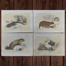 LFZ white bird, available 10/08/2025.