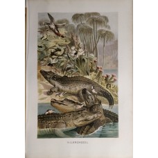 1890 A.Brehm Nile Crocodile Antique Chromolithograph Print