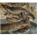 1890 A.Brehm Nile Crocodile Antique Chromolithograph Print