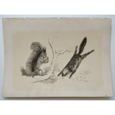 Hand-colored engravings from 