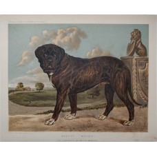 Hunde Bull Doggen, engl Farblithographie ca. 1880