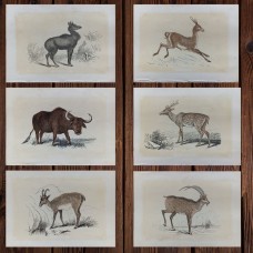 6 hand-colored engravings from 