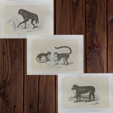 6 hand-colored engravings from 