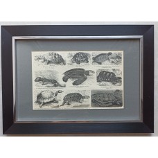 Antique German chromolithograph 