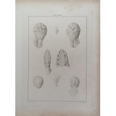 LFZ/Dulevo/Gzhel/LZFI item, 25-35 cm.