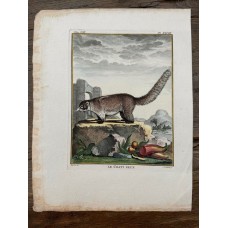 Leclerc, Fritzsch, Buffon Old Colored Copper Stitch circa 1780 Decorative