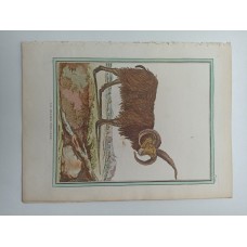 Le Zebu Hausrind Rasse Säugetier Histoire naturelle Buffon kol. Kupferstich 1780