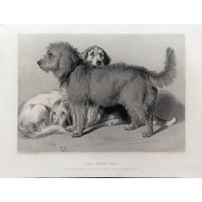 Antique lithographs depicting various dog breeds: dachshunds, terriers, St. Bernards, Weimaraners—German, 1880-1890.