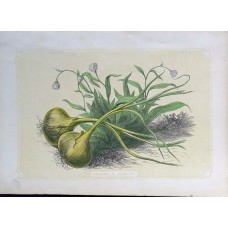 Antique color lithographs from 
