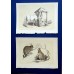 Antique color lithographs from 