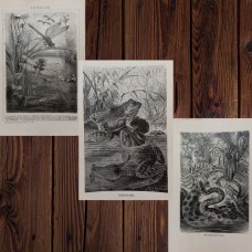 1890 A.Brehm MACAQUE MONKEYS Antique Chromolithograph Print