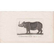 1830 Rhinoceros Asian Rhino Safari Animal Print Original Old Antique Animal Print Buffon Natural History Zoology in mount