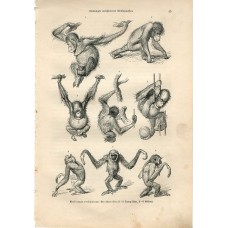 Monkey Ape Orangutan Gibbon - Original 1883 Engraving by A.Brehm. Fliegen und Schneckenblumen. Antique