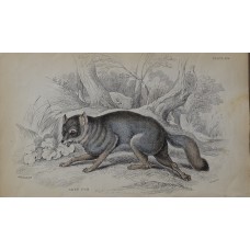 Gray Fox 1840