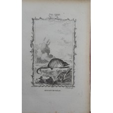 Antique zoological engraving 