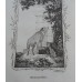 Antique zoological engraving 