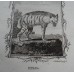 Antique zoological engraving 