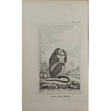 Antique zoological engraving 