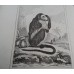 Antique zoological engraving 