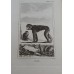 Antique zoological engraving 
