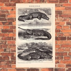 Common Crocodile - Original 1895 Engraving