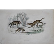Antique engraving, 1890: Hyena, Jackal, Leopard.