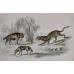 Antique engraving, 1890: Hyena, Jackal, Leopard.