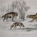 Antique engraving, 1890: Hyena, Jackal, Leopard.