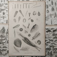 Oliver Goldsmith 1864 Lot of 7 Natural History Prints. Book Plates