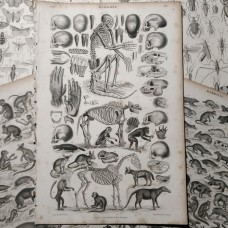 Oliver Goldsmith 1864 Lot of 7 Natural History Prints. Book Plates