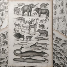 Oliver Goldsmith 1864 Lot of 7 Natural History Prints. Book Plates