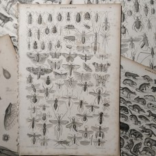 Oliver Goldsmith 1864 Lot of 7 Natural History Prints. Book Plates