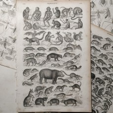 Oliver Goldsmith 1864 Lot of 7 Natural History Prints. Book Plates