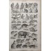Oliver Goldsmith 1864 Lot of 7 Natural History Prints. Book Plates