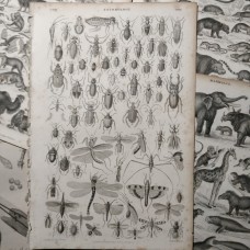 Oliver Goldsmith 1864 Lot of 7 Natural History Prints. Book Plates
