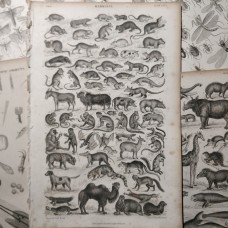 Oliver Goldsmith 1864 Lot of 7 Natural History Prints. Book Plates