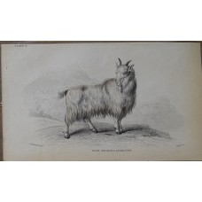 Longhaired Goat, 1840