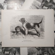 Jagdhunde, 6 Holzstiche ca, 1890