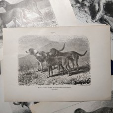 Jagdhunde, 6 Holzstiche ca, 1890