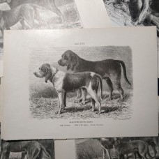 Jagdhunde, 6 Holzstiche ca, 1890